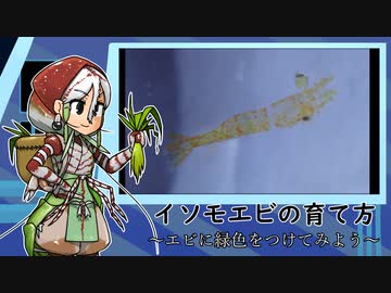 イソモエビの育て方