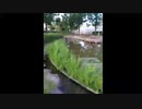 喫茶GGより/らじこ　ZATSUDANic　NATIVE