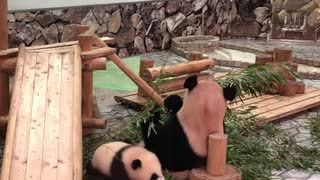 パンダの彩浜が6ヶ月だった頃