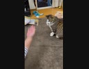 こっちみんなキャットのリズム天国