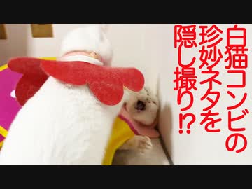 へたくそ白猫コンビの珍妙っぷりをペットカメラで隠し撮りしてみた