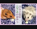【癒し】はじめて豆腐のおやつを食べる2匹のハムスター【コル＆ふわたん】