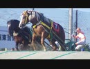 【WP8-2015】現役中に亡くなった馬と､その子孫縛り-年譜2031年年末処理