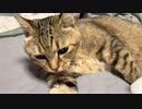 消えた？タタルさん　＃240