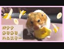 【音フェチ】バナナをかじるのがちょっと下手っぴでかわいいハムスター【コル】