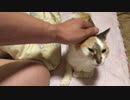 愛猫とろが天国へ行く２日前　2021/6/26