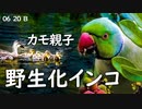 0620B【カルガモ親子と野生化インコ】大家族が引越し出戻り。雛鳥潜水。ワカケホンセイインコのオス・メス。　鶴見川水系恩田川でコンデジ野鳥撮影　#身近な生き物語　#カルガモ親子　#ワカケホンセイインコ
