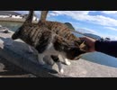 野良猫】猫島が人気の理由とは？男が実際に上陸して分かった事実とは！？【猫動画】