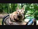 丸いベンチに座っていた野良猫、喉を撫でるとゴロゴロ喜んだ