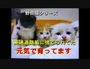 野良猫シリーズ　高速道路脇に捨てられた子猫　元気で育ってます