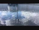 でっけー水たまりの水面