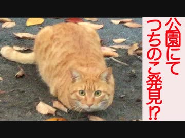 生後4週2940日のベテラン子猫、つちのこになり人を捕食する