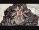 [日記をとばした]タランチュラ飼育日記その２３４[社会の闇]