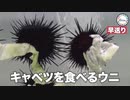 キャベツを食べるUZ