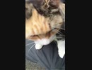 【野良猫】猫神社で猫様が運を運ぶ！？【猫動画】#Shorts