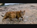 漁港に行ったら人懐っこいサビ猫がモフられに来た