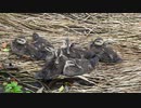 大雨増水カルガモ親子、母不在　DSCN0494