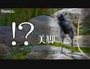 0625B【雛鳥の捕食、餌やりバン】カルガモ親子。白っぽい変わった鳩。カワセミやスズメ。野生化ワカケホンセイインコ飛翔　鶴見川水系恩田川でコンデジ野鳥撮影　#身近な生き物語　#カルガモ親子　#バン