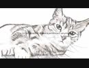 【NNI】The kitten doesn't make eye contact anymore
