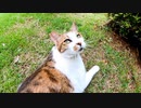 公園猫のキジ白ちゃんがモフられにやって来た