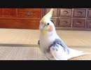 テチテチ歩くオカメインコ