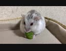 お裾分けの蚕豆　【オッドアイのハムスター】