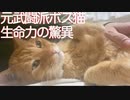 腎不全の元武闘派ボス猫、驚異の体重の変遷を見せる