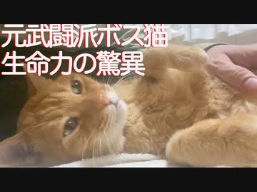 腎不全の元武闘派ボス猫、驚異の体重の変遷を見せる