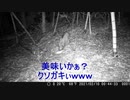 不定期トレイルカメラｗ第１回