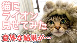 猫にライオン見せてみた