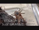 [江口寿史先生の]タランチュラ飼育日記その２３５[彼女展だぞぉ！！！！！やったねぇ！！！！！！！]