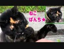 2021/07/04放送【93日目 北海道 厚岸郡 夕方 あずにゃんぽ（猫散歩）】北海道全市町村制覇するまで帰れまてん！　猫と車中泊の旅　日本縦断【旅猫あずき～保護猫から旅猫へ～】
