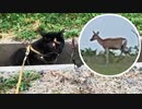 2021/07/05放送【94日目 北海道 厚岸郡  早朝 鹿と あずにゃんぽ（猫散歩）】北海道全市町村制覇するまで帰れまてん！　猫と車中泊の旅　日本縦断【旅猫あずき～保護猫から旅猫へ～】