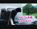 2021/07/06放送【95日目 北海道 中川郡豊頃町 朝 ハルニレの木とあずにゃんぽ（猫散歩）】北海道全市町村制覇するまで帰れまてん！　猫と車中泊の旅　日本縦断【旅猫あずき～保護猫から旅猫へ～】