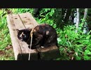 2021/07/06放送【95日目 北海道 河西郡中札内村 昼過ぎあずにゃんぽ（猫散歩）】北海道全市町村制覇するまで帰れまてん！　猫と車中泊の旅　日本縦断【旅猫あずき～保護猫から旅猫へ～】