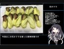 珍食材が食べたい！#5　「花オクラ」のお浸し
