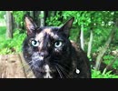 2021/07/07放送【95日目 北海道 河西郡中札内村 早朝あずにゃんぽ（猫散歩））】北海道全市町村制覇するまで帰れまてん！　猫と車中泊の旅　日本縦断【旅猫あずき～保護猫から旅猫へ～】