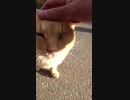 【野良猫】野良猫が頭突きをするみたいに頭を突き上げる仕草がｗｗ【猫動画】#Shorts