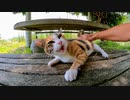 テーブルの上にいた三毛猫を撫でるとゴロゴロと喜んでカワイイ