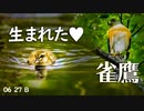 0627B【カルガモ親子 餌やり悲劇／雛鳥生まれた】猛禽類タカ科ツミ。バンの雛鳥自力で捕食。野鳥に餌をあげないで。　鶴見川水系恩田川でコンデジ野鳥撮影　#身近な生き物語　#カルガモ親子　#ツミ