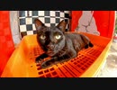 ホットドック屋さんの側のコンテナで寝る黒猫ちゃん