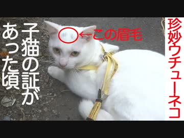 ウチューネコチャン、子猫の証があった頃