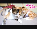 妊娠している姉猫を労わって舐めていたが…【野良猫時代の出産から三ヶ月と十一日目】