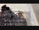 [けいおん！が]タランチュラ飼育日記その２３６[おもろい。寝不足の神。]