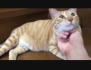 撫でられて虚空を見つめる虎猫