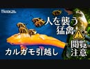 0628B【人を襲う猛禽類】ツミ雛鳥。カルガモ親子の引越しと鯉。捕食協力コサギとカワウに食べられる魚。カワセミ。バンの巣作り。雀鷹家族。どうぶつの連携技　#身近な生き物語　#カルガモ親子　#ツミ
