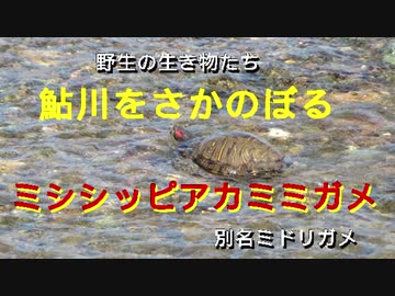 人気の ミシシッピアカミミガメ 動画 46本 ニコニコ動画
