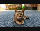 通りで堂々と寝ている野良猫がいたので立ち止まってナデナデしたら他の猫も寄ってきた