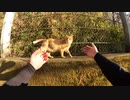 【野良猫】ハンズフリーにして両手で猫をモフる快感！【猫動画】