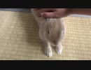 【うさぎ】撫でると背が縮む毛玉【癒し】